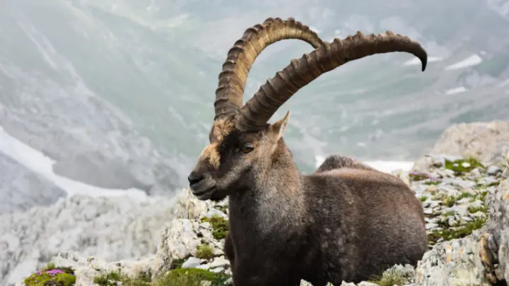 JARAC nije KUKAVICA već osoba koja se SILNO BORI da DOBIJE ONO što njegovo SRCE ŽELI ISKRENO!