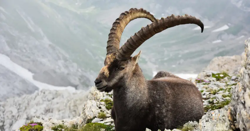 JARAC nije KUKAVICA već osoba koja se SILNO BORI da DOBIJE ONO što njegovo SRCE ŽELI ISKRENO!