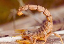 ŠKORPIJA: Njena NAJVEĆA MANA je što ponekad ZABORAVI KOLIKO VREDI i zato je to SKUPO KOŠTA!