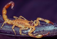 ŠKORPIJA: ŠTETA je što je MALO ovako DOBRIH LJUDI, jer bi SVET bio LEPŠE MESTO da su svi kao ŠKORPIJA!