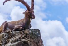 JARAC – HOROSKOP ZA NAREDNU NEDELJU: Ono što je SADA SAN postaje STVARNOST, stiže vam neverovatna nedelja!