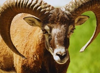 OVAN – DNEVNI HOROSKOP ZA UTORAK 16. DECEMBAR: DAN KOJI SE NE ZABORAVLJA, dolaze vam kako GORKE, tako i SUZE RADOSNICE!