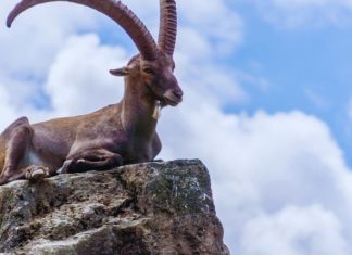 JARAC – VELIKI NOVOGODIŠNJI HOROSKOP: PRAVI ŠOK U LJUBAVI, ALI I KARMIČKA NAGRADA, vaše raspoloženje se menja!