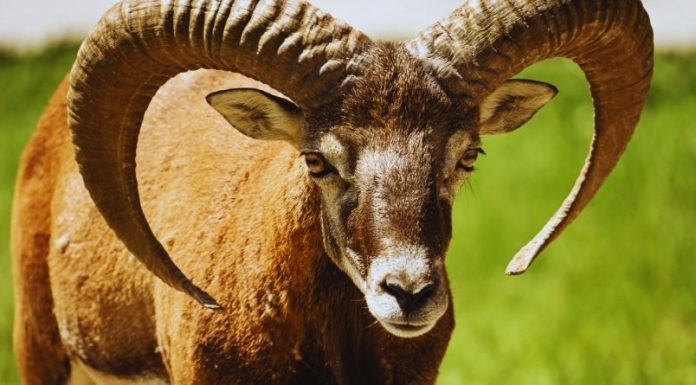 OVAN – DNEVNI HOROSKOP ZA PETAK 20. MART: DAN VELIKE ISTINE I ŠOKANTNIH OTKRIĆA, evo šta vam sve dolazi!