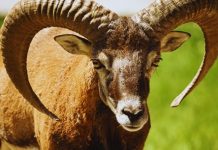 OVAN – DNEVNI HOROSKOP ZA UTORAK 7. APRIL: NAJVAŽNIJI DAN OD POČETKA GODINE, BITNA PROMENA I POVRATAK PROŠLOSTI U JEDNOM DANU, evo šta vas ostavlja bez teksta!