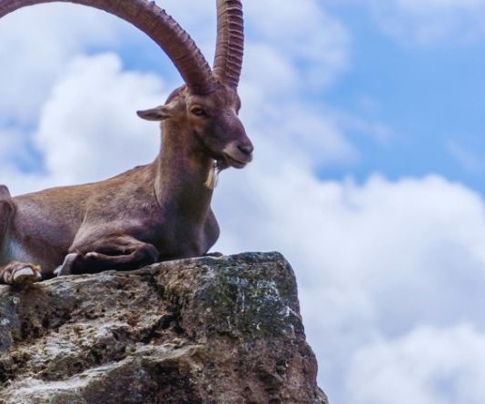 JARAC – DNEVNI HOROSKOP ZA UTORAK 14. APRIL: Ovaj dan nosi veliku prekretnicu – NI SLUČAJNO ne ignorišite ono što dolazi!