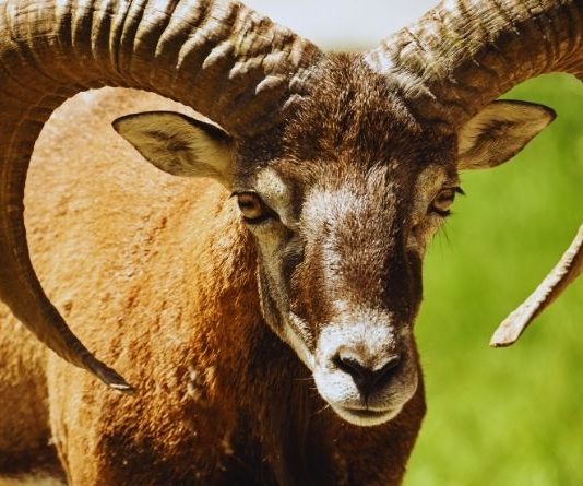 OVAN – DNEVNI HOROSKOP ZA UTORAK, SREDU I ČETVRTAK: OVO VAM JE TRENUTNO NAJMANJE TREBALO, DANI VAM NE DONOSE MIR NEGO HAOS I NEVERICU, evo šta sve stiže!